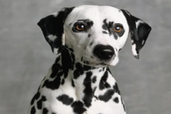 Dalmatian