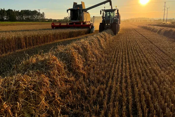 A wide shot of a combine harvester harvesting winter wheat in an agricultural field in Embleton, Northumberland at sunset on a summer's evening. A tractor pulls a large trailer, driving alongside collecting the crop