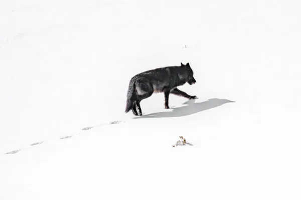 wolf ahead of the pack