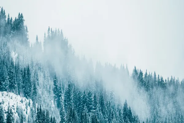 Snow-covered forest with misty mountains in the background.