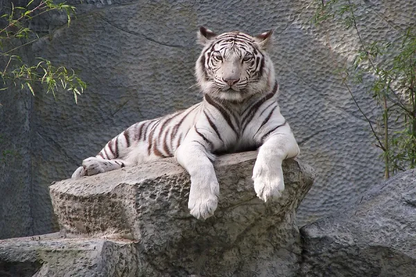 bigstock-taub-white-tiger-2027175.jpg