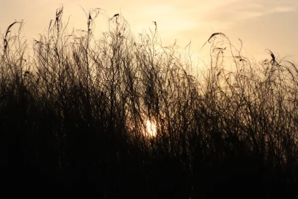 Rising sun behind silhouetted tall grasses