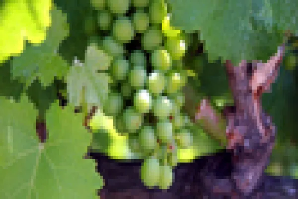 grapes-2.jpg