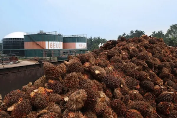 oil-palm-fruit-large.jpg