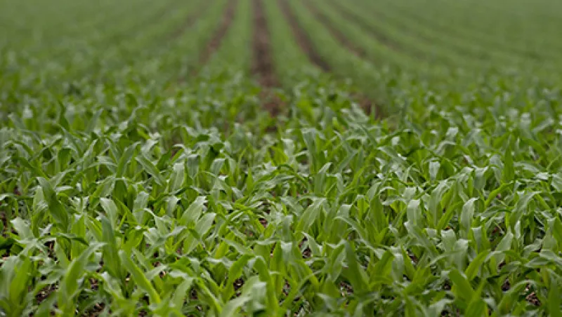 U.S. Soy, Corn Reserves Seen Below USDA Forecast