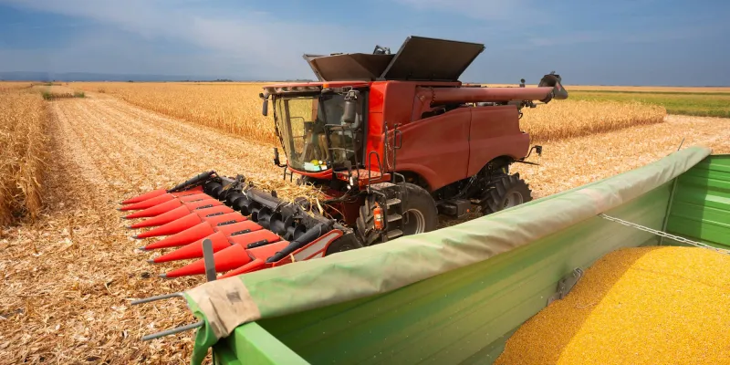 Combine transferring corn after harvest