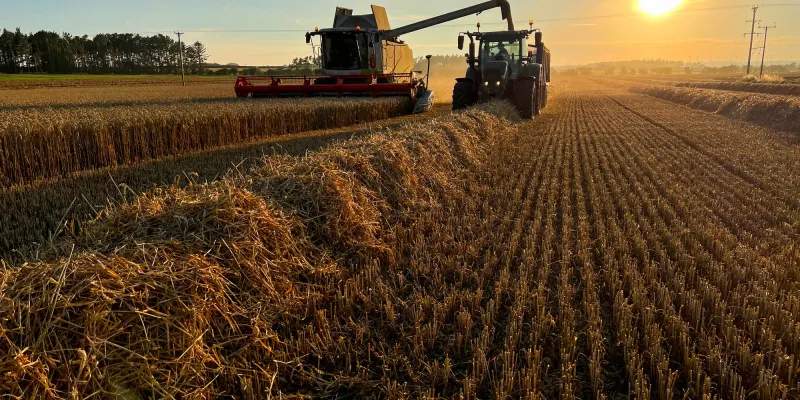 A wide shot of a combine harvester harvesting winter wheat in an agricultural field in Embleton, Northumberland at sunset on a summer's evening. A tractor pulls a large trailer, driving alongside collecting the crop