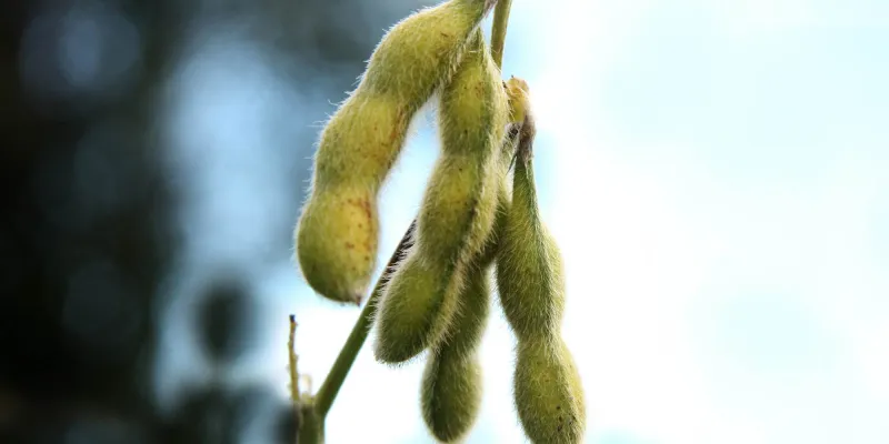 Cluster of green soybeans hanging from a plant