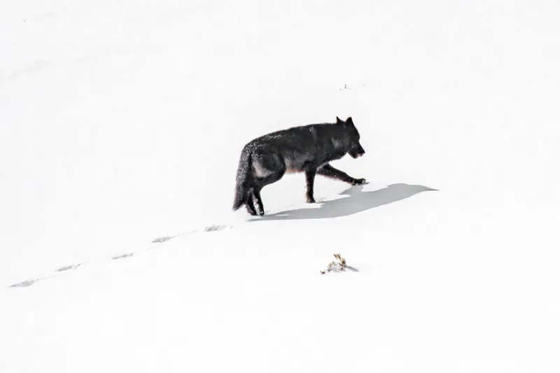 wolf ahead of the pack