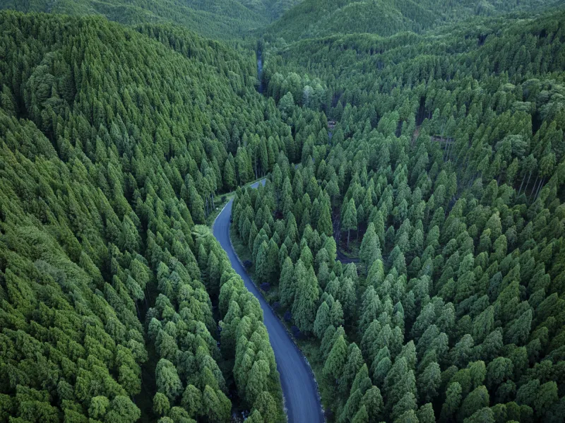 Dense green forest with a winding river running through it.