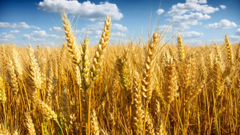 Canadian Wheat