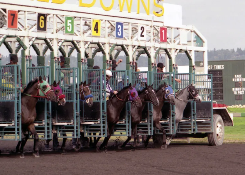 Horses being let out of a gate during a race on a track