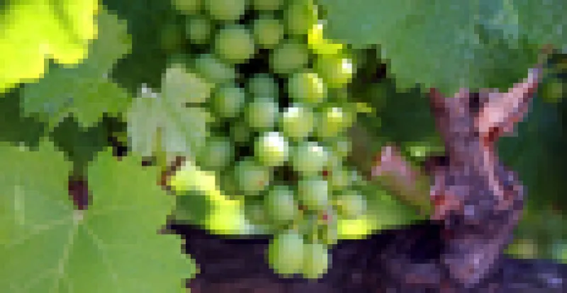 grapes-2.jpg