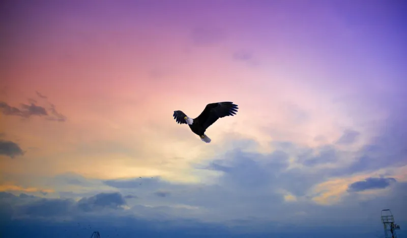Soaring eagle