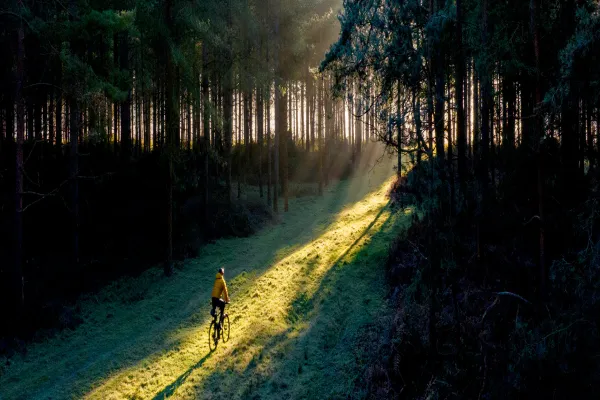 A cyclist riding along a sunlit forest path at dusk.